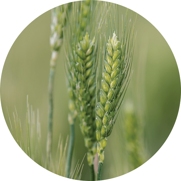 Ripening wheat growing